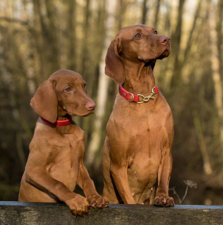 175 Dogs Saved From Hoarder In Goldport Miss