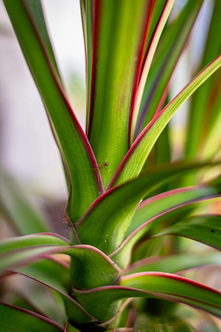 red edge dracaena monocot or dicot